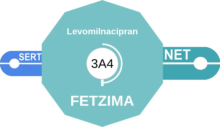 Levomilnacipran ballicule: receptor binding, kinetics and half-life diagram