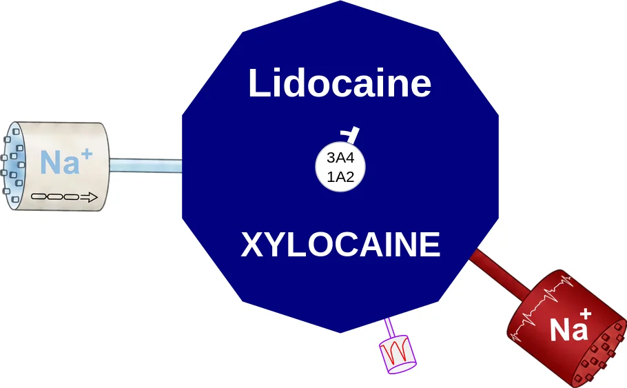 Lidocaine topical ballicule: receptor binding, kinetics and half-life diagram