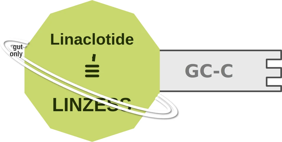Linaclotide ballicule: receptor binding, kinetics and half-life diagram