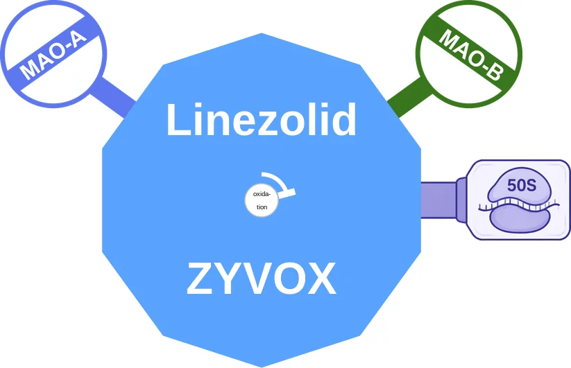 Linezolid ballicule: receptor binding, kinetics and half-life diagram