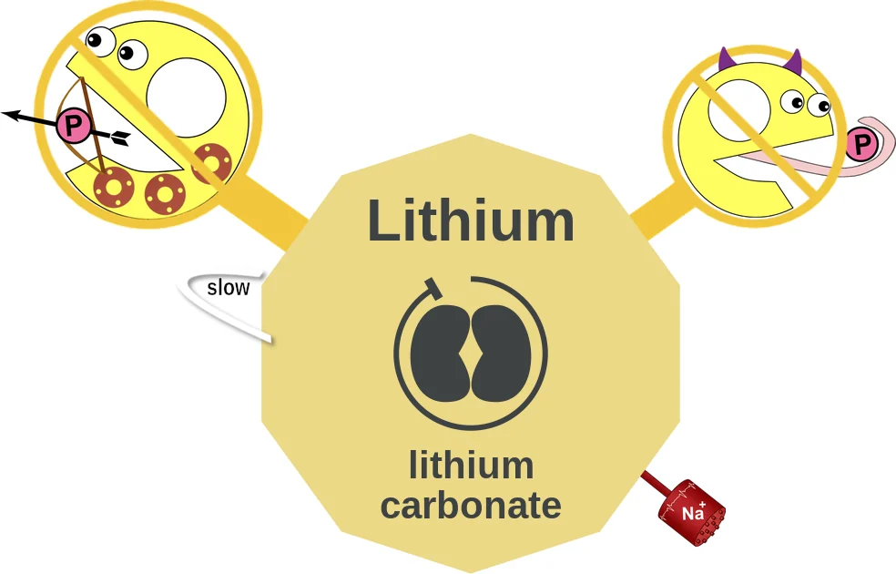 Lithium ballicule: receptor binding, kinetics and half-life diagram