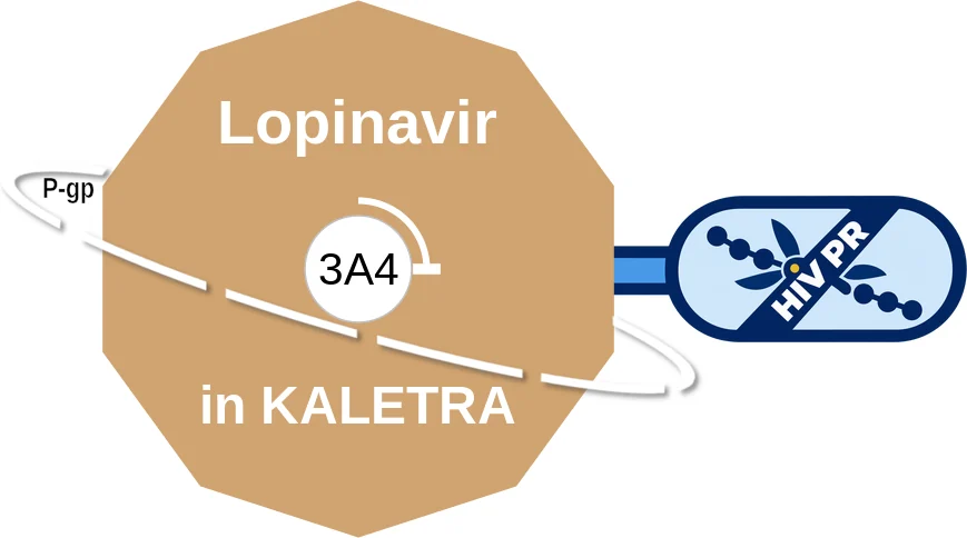 Lopinavir ballicule: receptor binding, kinetics and half-life diagram