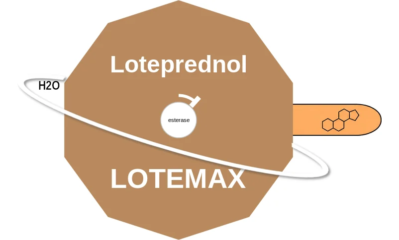 Loteprednol ballicule: receptor binding, kinetics and half-life diagram