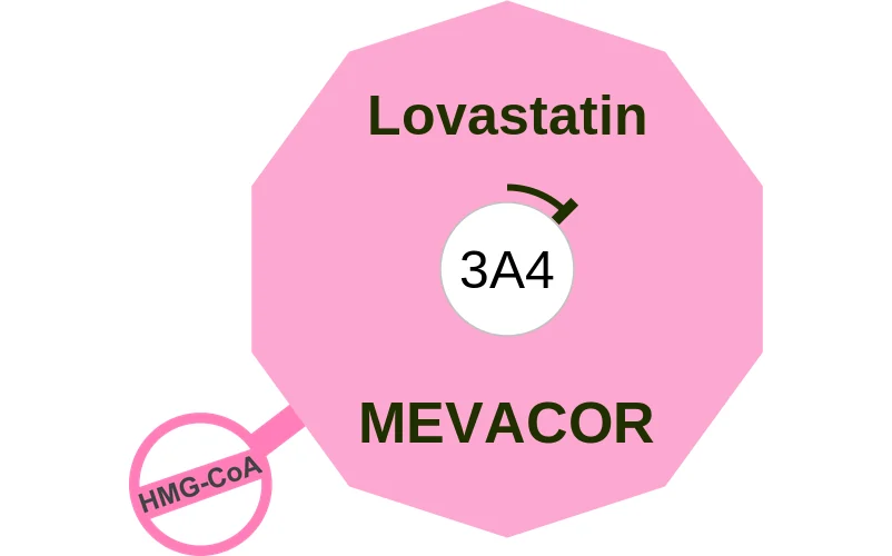 Lovastatin ballicule: receptor binding, kinetics and half-life diagram