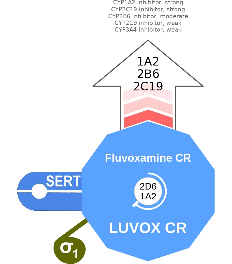 Fluvoxamine CR ballicule: receptor binding, kinetics and half-life diagram