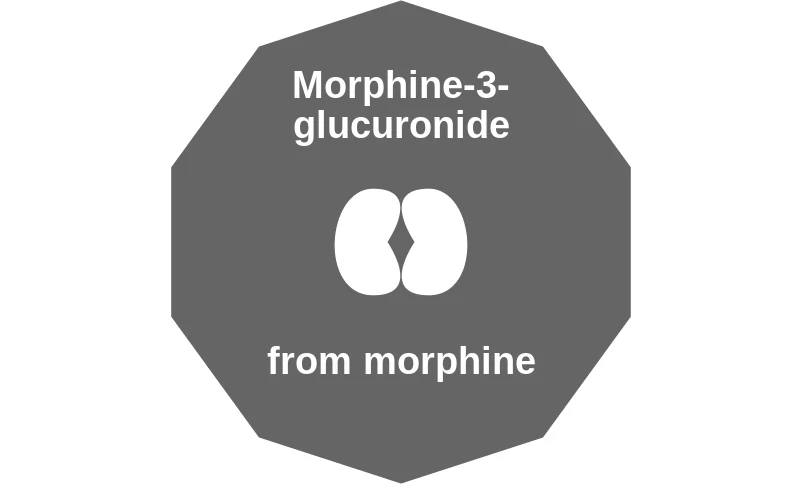 Morphine-3-glucuronide ballicule: receptor binding, kinetics and half-life diagram