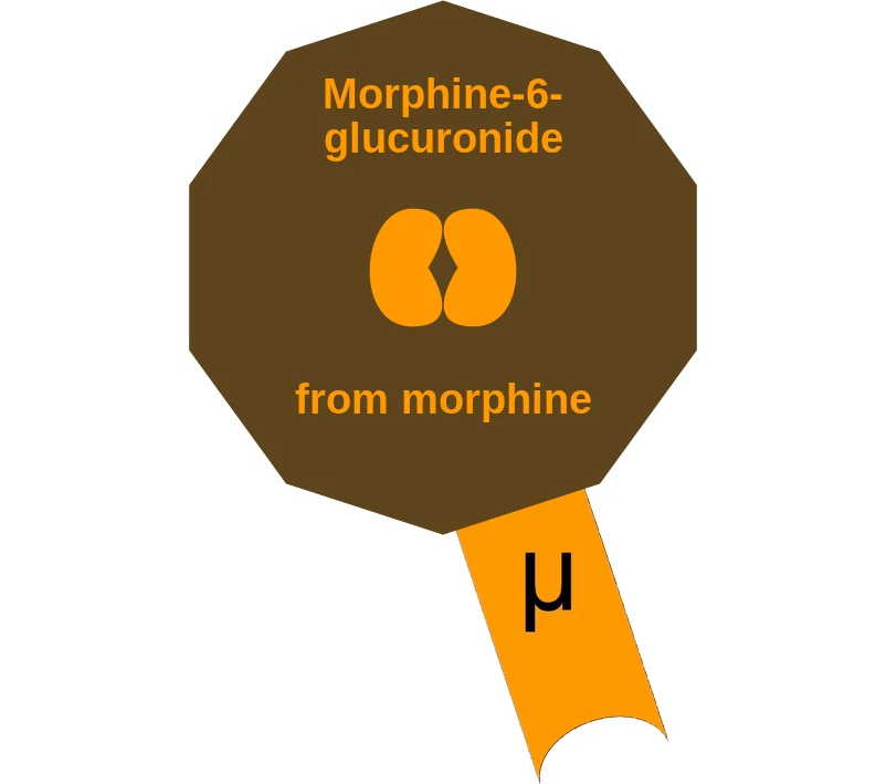 Morphine-6-glucuronide ballicule: receptor binding, kinetics and half-life diagram