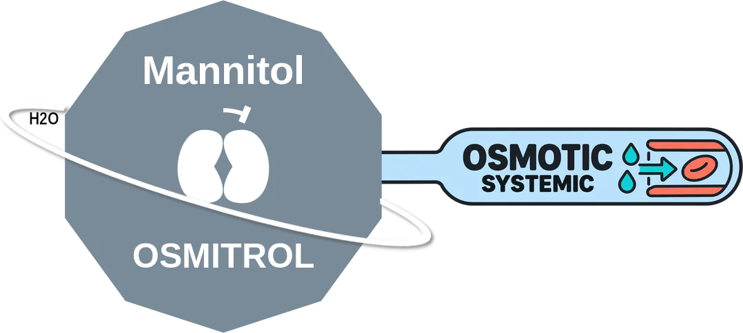 Mannitol ballicule: receptor binding, kinetics and half-life diagram