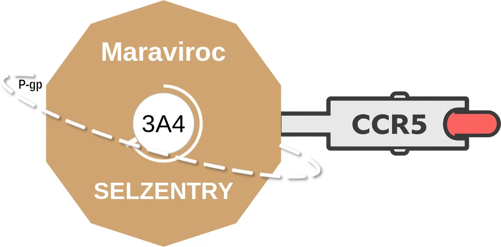 Maraviroc ballicule: receptor binding, kinetics and half-life diagram