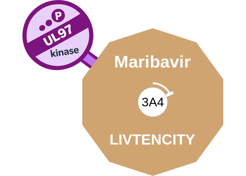 Maribavir ballicule: receptor binding, kinetics and half-life diagram