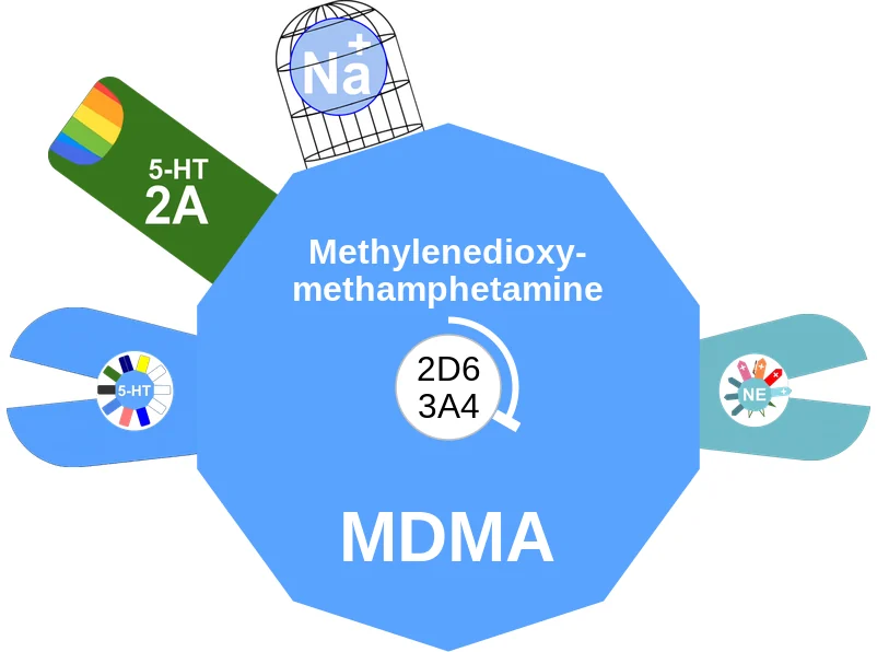 Methylenedioxymethamphetamine ballicule: receptor binding, kinetics and half-life diagram
