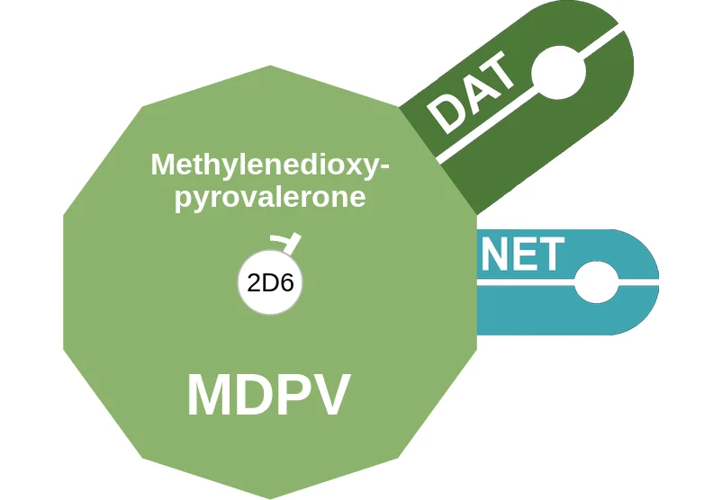 Methylenedioxypyrovalerone ballicule: receptor binding, kinetics and half-life diagram