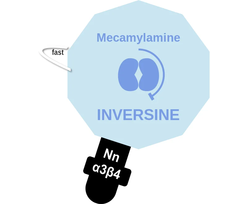 Mecamylamine ballicule: receptor binding, kinetics and half-life diagram
