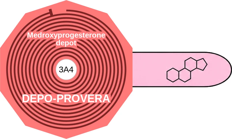 Medroxyprogesterone depot ballicule: receptor binding, kinetics and half-life diagram