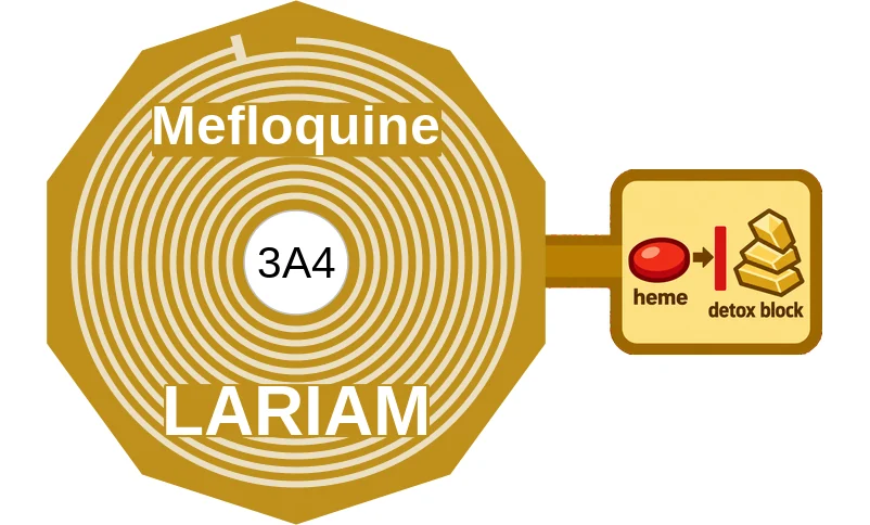 Mefloquine ballicule: receptor binding, kinetics and half-life diagram