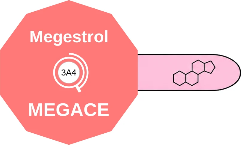 Megestrol ballicule: receptor binding, kinetics and half-life diagram