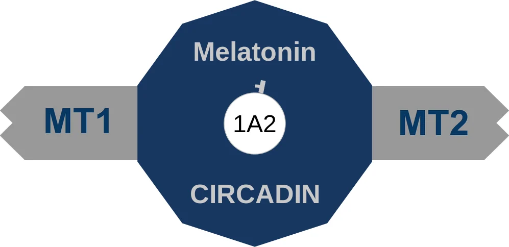 Melatonin ballicule: receptor binding, kinetics and half-life diagram