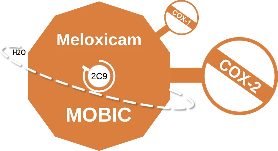 Meloxicam ballicule: receptor binding, kinetics and half-life diagram