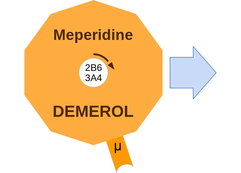 Meperidine ballicule: receptor binding, kinetics and half-life diagram