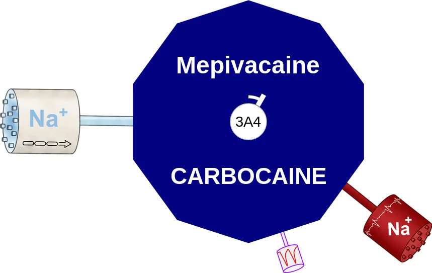 Mepivacaine ballicule: receptor binding, kinetics and half-life diagram