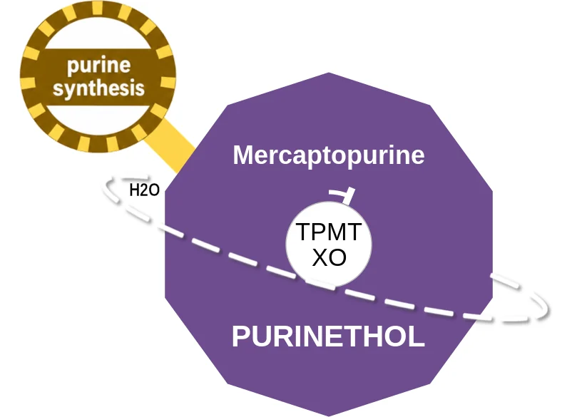Mercaptopurine ballicule: receptor binding, kinetics and half-life diagram