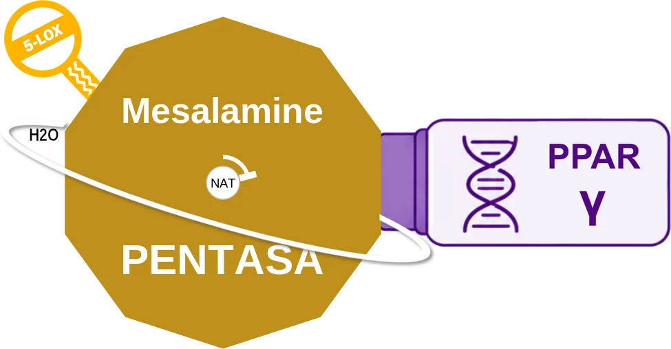 Mesalamine ballicule: receptor binding, kinetics and half-life diagram