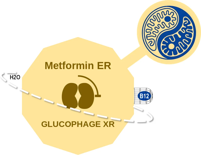 Metformin ER ballicule: receptor binding, kinetics and half-life diagram