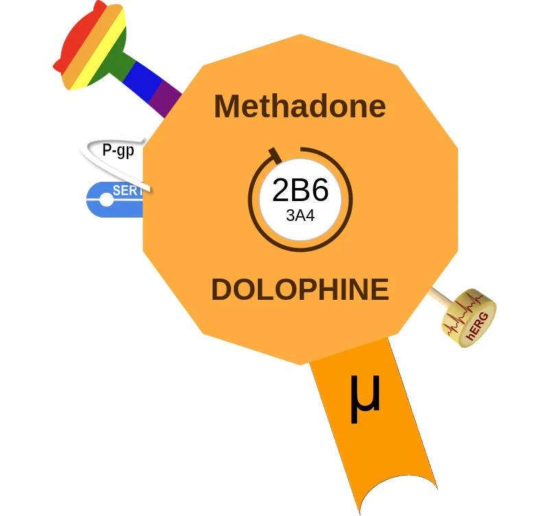 Methadone ballicule: receptor binding, kinetics and half-life diagram