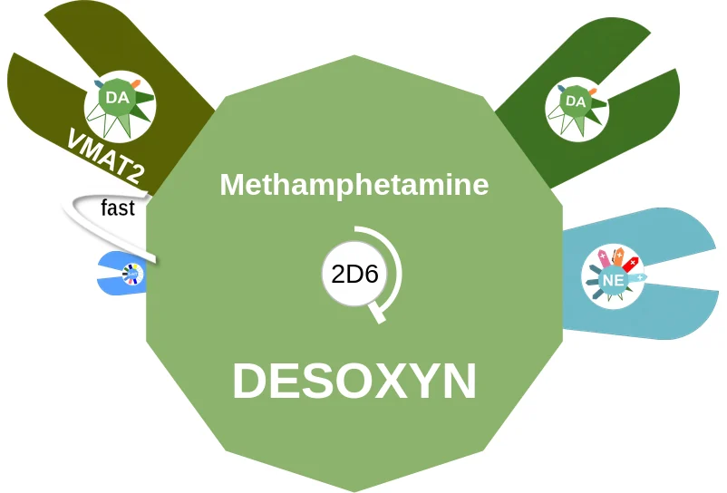 Methamphetamine ballicule: receptor binding, kinetics and half-life diagram