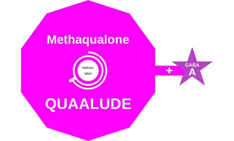 Methaqualone ballicule: receptor binding, kinetics and half-life diagram