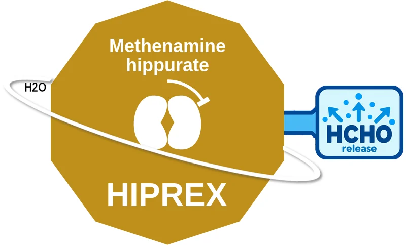 Methenamine hippurate ballicule: receptor binding, kinetics and half-life diagram