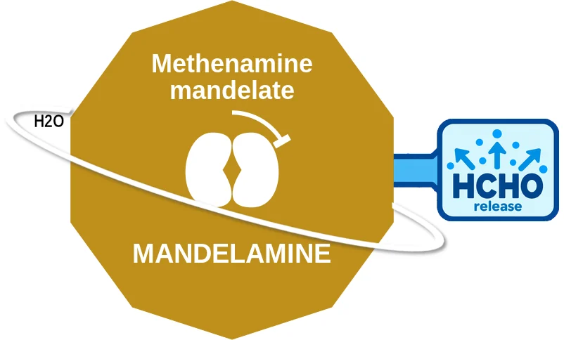 Methenamine mandelate ballicule: receptor binding, kinetics and half-life diagram