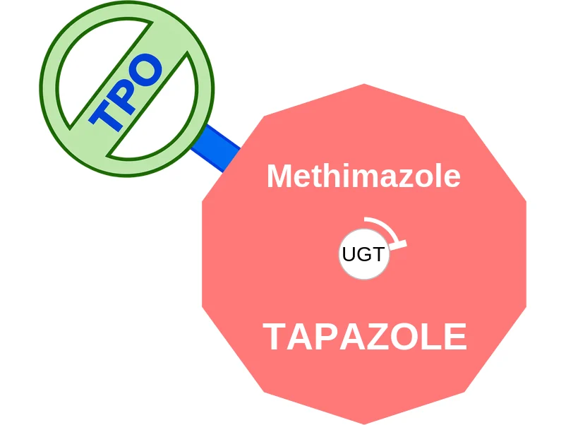 Methimazole ballicule: receptor binding, kinetics and half-life diagram