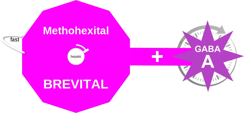 Methohexital ballicule: receptor binding, kinetics and half-life diagram