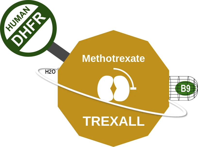 Methotrexate ballicule: receptor binding, kinetics and half-life diagram
