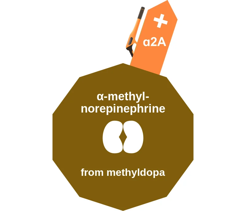 α-methylnorepinephrine ballicule: receptor binding, kinetics and half-life diagram
