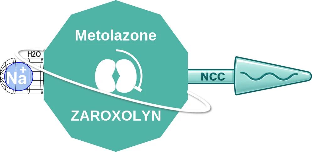 Metolazone ballicule: receptor binding, kinetics and half-life diagram