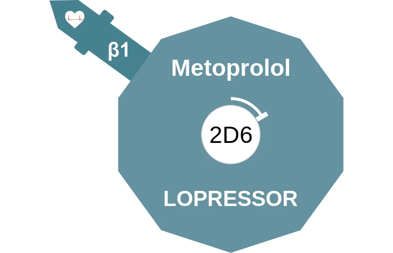 Metoprolol ballicule: receptor binding, kinetics and half-life diagram