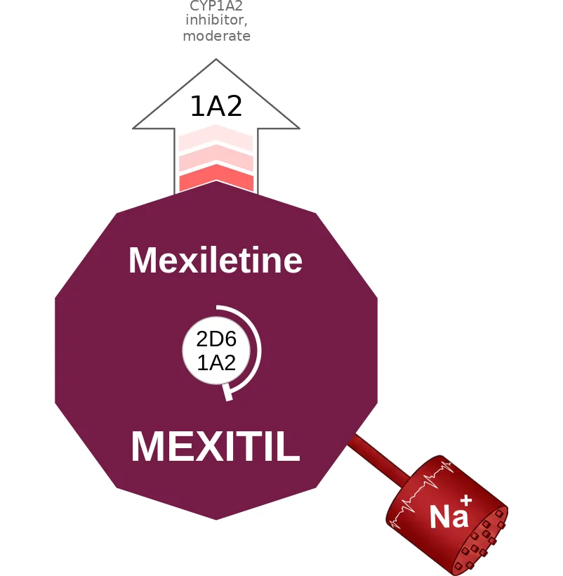 Mexiletine ballicule: receptor binding, kinetics and half-life diagram