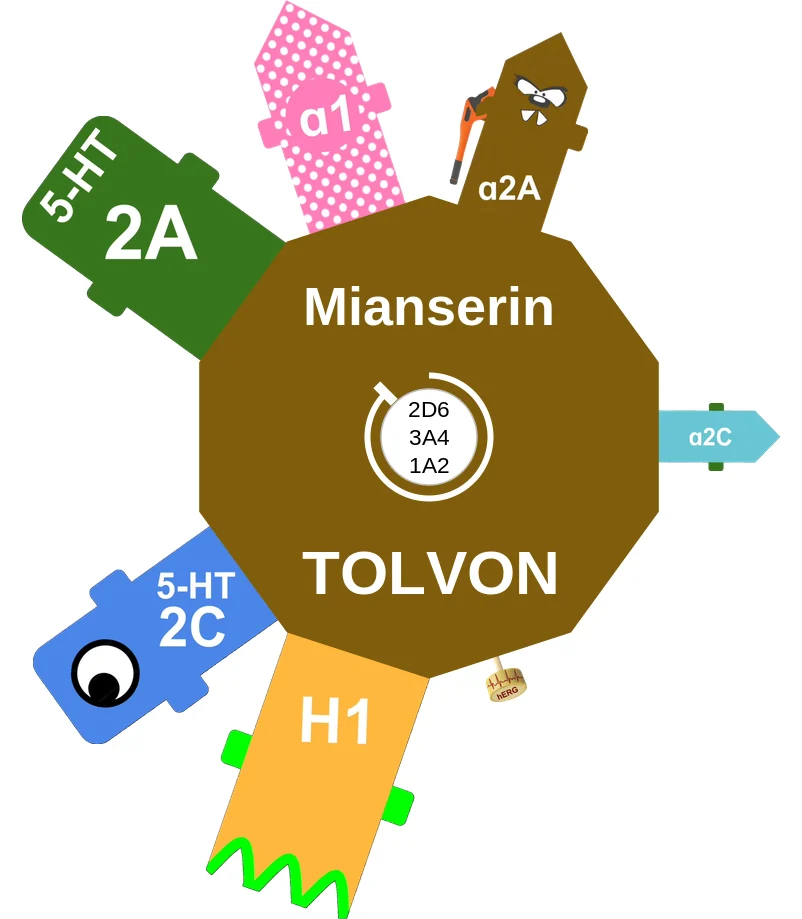Mianserin ballicule: receptor binding, kinetics and half-life diagram