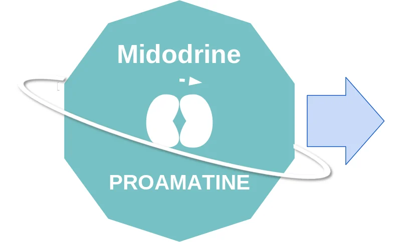 Midodrine ballicule: receptor binding, kinetics and half-life diagram