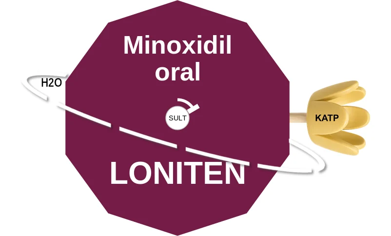 Minoxidil oral ballicule: receptor binding, kinetics and half-life diagram