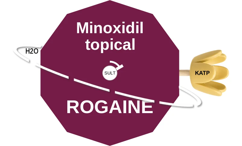Minoxidil topical ballicule: receptor binding, kinetics and half-life diagram