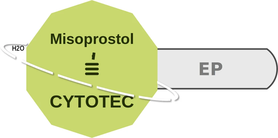 Misoprostol ballicule: receptor binding, kinetics and half-life diagram