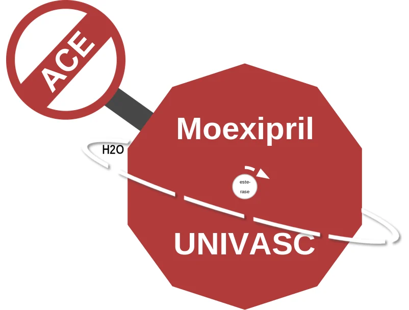 Moexipril ballicule: receptor binding, kinetics and half-life diagram