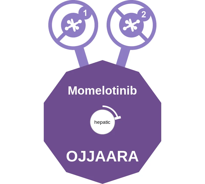 Momelotinib ballicule: receptor binding, kinetics and half-life diagram
