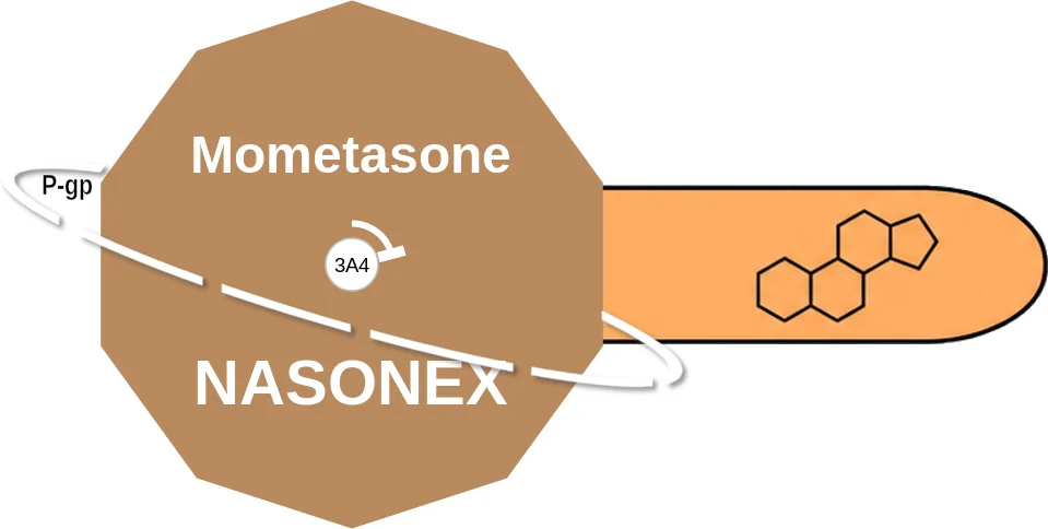 Mometasone ballicule: receptor binding, kinetics and half-life diagram