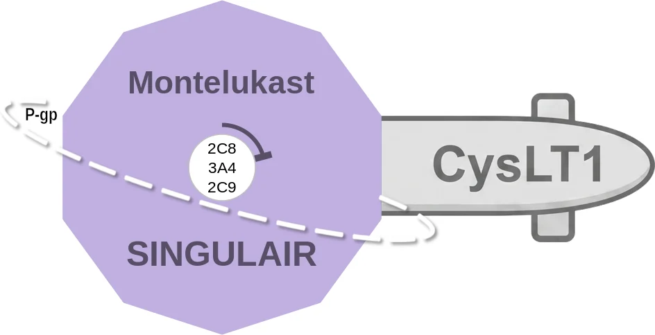 Montelukast ballicule: receptor binding, kinetics and half-life diagram