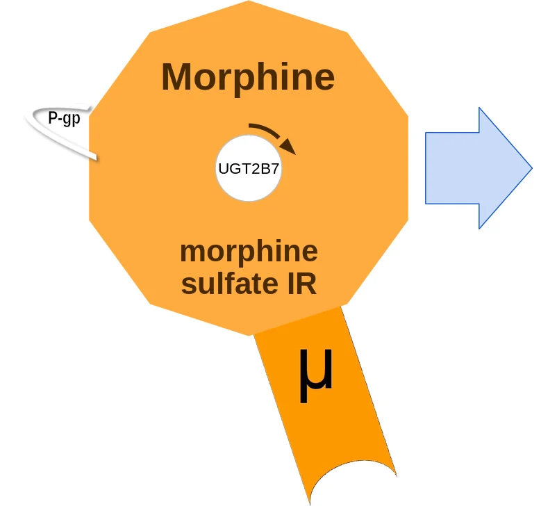 Morphine ballicule: receptor binding, kinetics and half-life diagram
