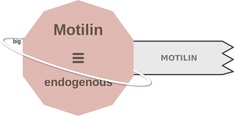 Motilin ballicule: receptor binding, kinetics and half-life diagram